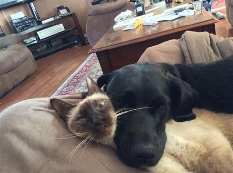 11 Clingy Pets Who Have No Concept Of Personal Space Amazing Animal