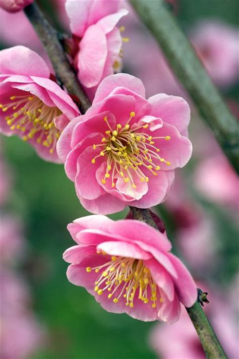 National Flower Of China National Flowers China And Taiwan Plum