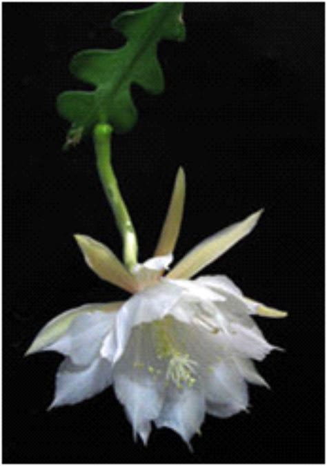 We did not find results for: MANFAAT BUNGA WIJAYA KUSUMA ~ berbagi