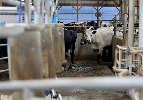Pennsylvanias Dairy Farmers Clamor For Candidates Who Will Cut Environmental Regulations