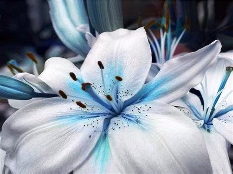 Rare Blue Heart Lily By Whitedove Studio Kj Gordon Redbubble