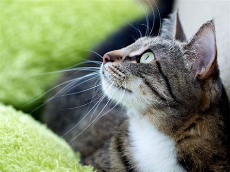 Your vet will check your cat very carefully with a thorough examination of the ear first. August-10 Common Cat Diseases | Veterinarians Ipswich ...