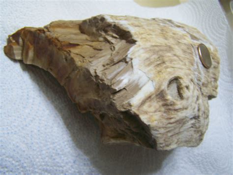 Petrified Wood Fossil Id The Fossil Forum