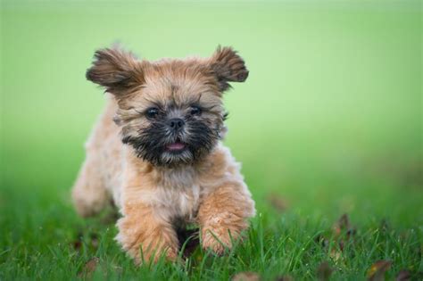 Shih Tzu Dog Breed Information Pictures Characteristics