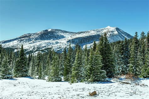 Colorado Mountain Snowy Pine Tree Forest Photograph By Aloha Art Pixels