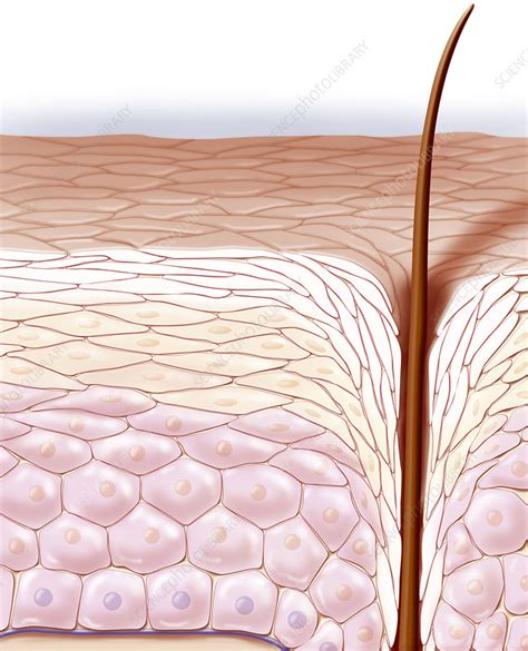 Skin Illustration Stock Image C0209365 Science Photo Library