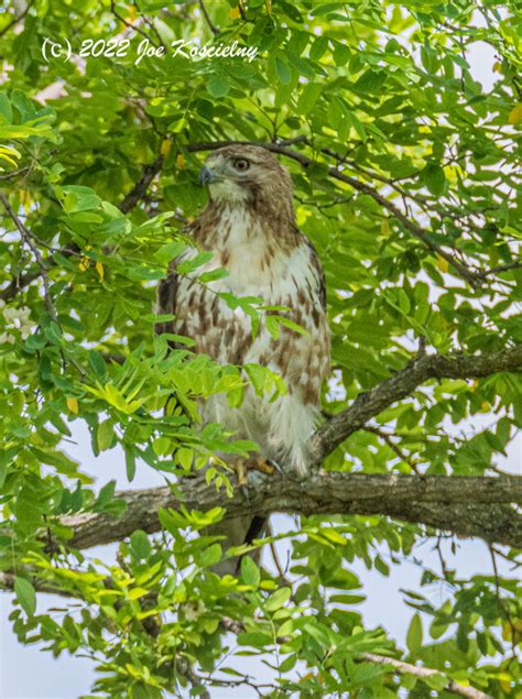 Harrier Meadow Walk Photos Batch 3 Of 3 The Meadowlands Nature Blog