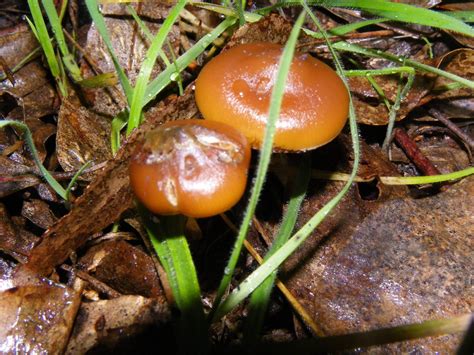 Magic Mushrooms Perth Western Australia Mushroom Hunting And