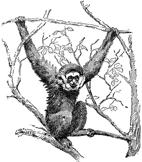 Gibbon Clipart Etc