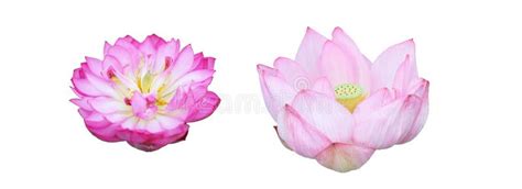 Flower Head Of Lotus Stock Image Image Of Water Flower 74023047