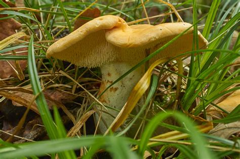 Hydnum Repandum The Ultimate Mushroom Guide