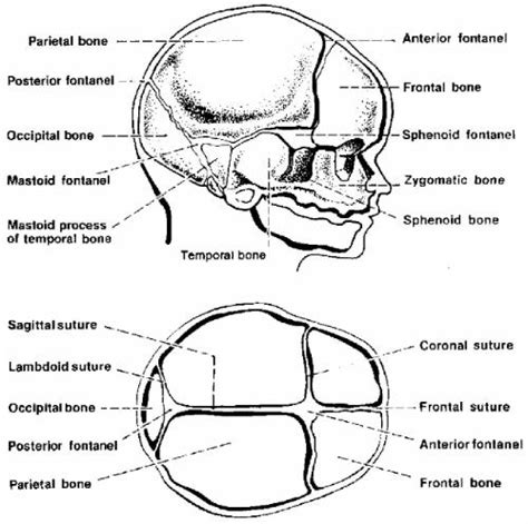 Characteristics Of The Typical Newborn Infant