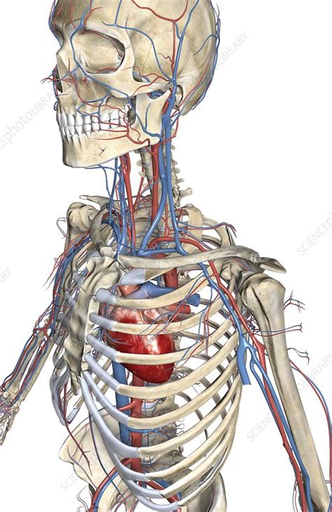 The major (or great) blood vessels of the heart are the larger arteres and veins that attach to the atria and ventricles and transport blood to and from the blood passes from the left atrium into the left ventricle. The blood vessels of the upper body - Stock Image - C008 ...