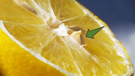 How To Germinate Lemon Seeds Grow Trees From Seeds