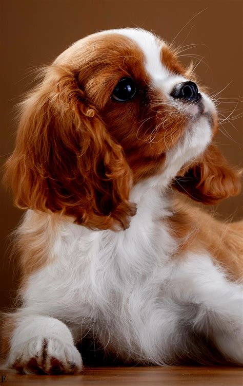 20 Cutest Dog Breeds Around The World Artofit
