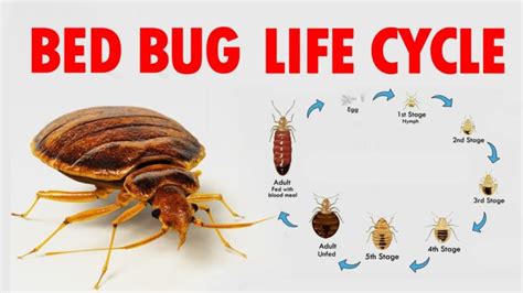 Bed Bug Life Cycle Learn About The Cycle Kom News