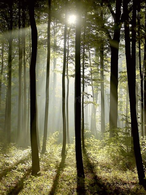 Misty Forest With Early Morning Sun Rays Stock Image Image Of Hiking