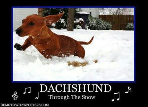 Dachsund Through The Snow But Mom It Is April In Minnesota Dachshund