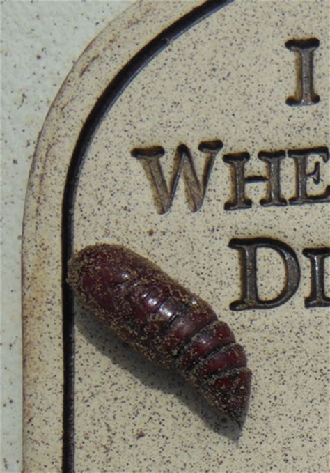 Maybe you would like to learn more about one of these? GardenAtoZ - Grub life cycles - Garden A to Z