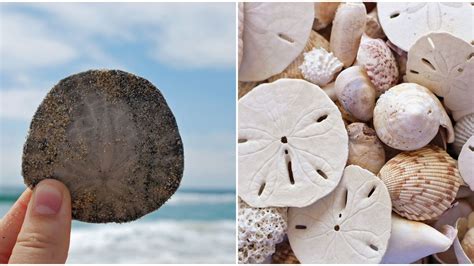 Best Beach In Florida To Find Sand Dollars And Rare Seashells Narcity