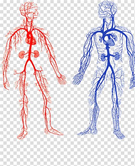 They also take waste and carbon dioxide away from the tissues. Human Anatomy Veins - Anatomy Drawing Diagram