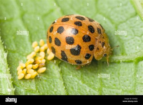 Leaf Eating Ladybird Beetle And Eggs Stock Photo Alamy