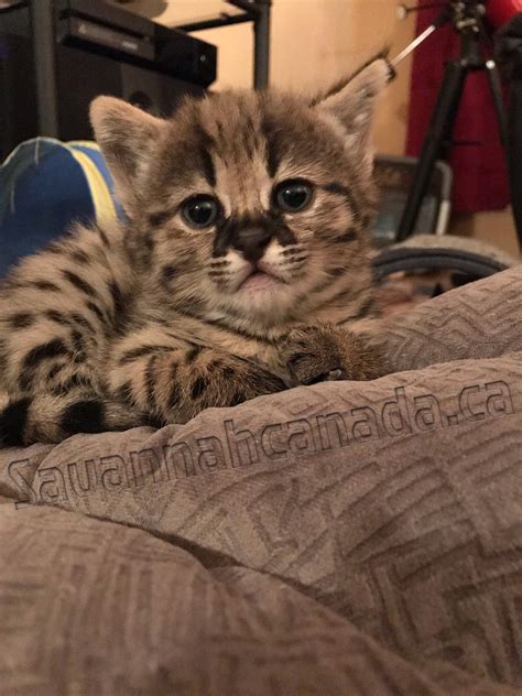 Take a look at our kittens. Savannah catCat savannahCatsChatSavannah catsSavannah cats ...