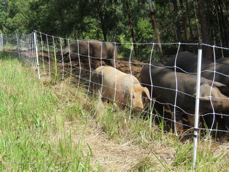 Electric Pig Fence 30m Long