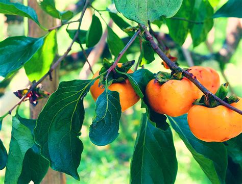 Persimmon Trees Guide How To Grow And Care For Diospyros Virginiana