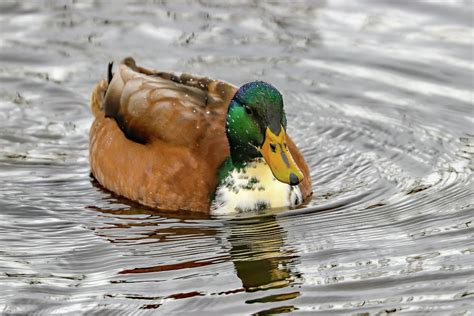 Mallard Hybrid Duck Photograph By Joseph Siebert Fine Art America