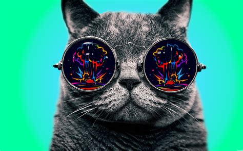 Wallpaper Colorful Black Cat Glasses Nose Black Cat 1920x1200