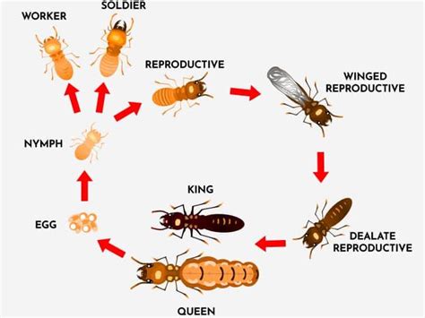 How Long Does A Termite Live Senechalroegner 99