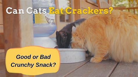 Like most seafood, shrimp isn't toxic to cats, and your kitto will naturally love it. Can Cats Eat Crackers | Are Crackers Good for Your Kitten ...