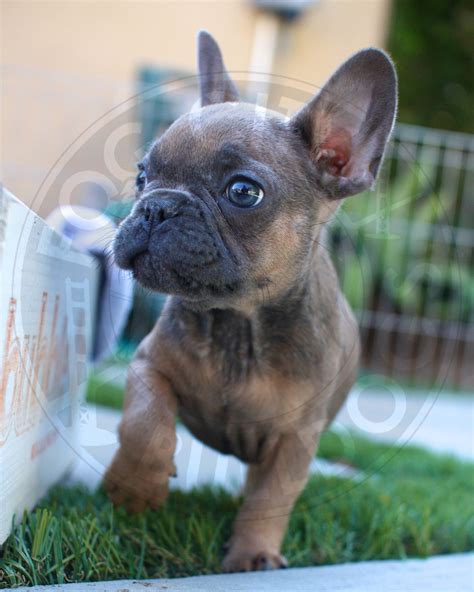 Our average dog weighs over 95 pounds. French Bulldog Puppies | Fog City Bulldogs