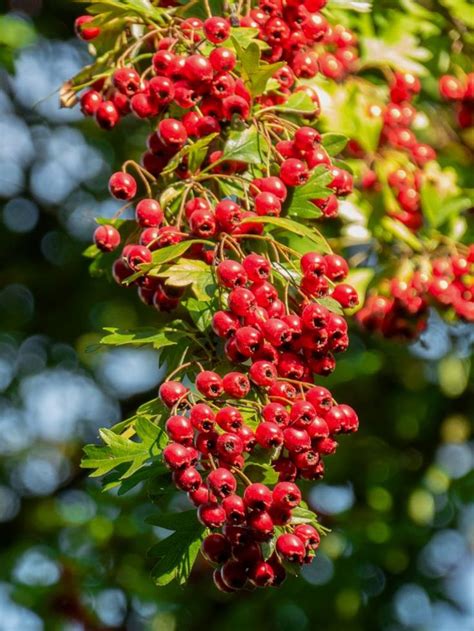 Hawthorn Is A Beautiful Bush Often Used In Hedges Caring For It From