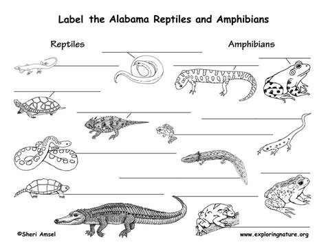 Alabama Habitats Mammals Birds Amphibians Reptiles