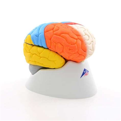 3b Scientific Neuro Anatomical Brain Model 8 Part Neuro Anatomical