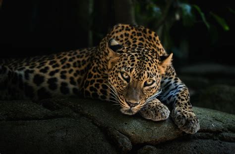 Download Wallpaper For 1366x768 Resolution Animals Leopards Bend