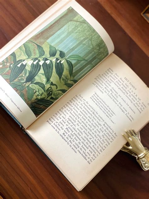 1926 Little Nature Library Wild Flowers Etsy