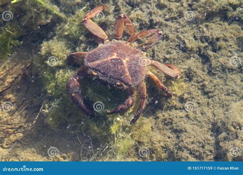Indian Crab In A Small Pond Stock Image Image Of Wild Animal 151717159