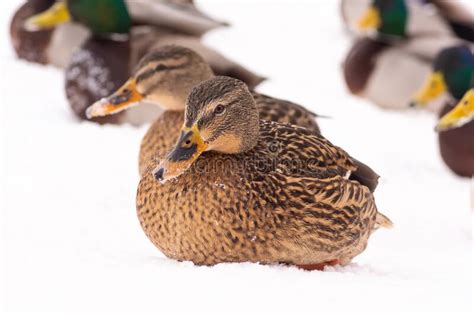 Wild Ducks Walk In The Snow Near The Pond Stock Photo Image Of Brown
