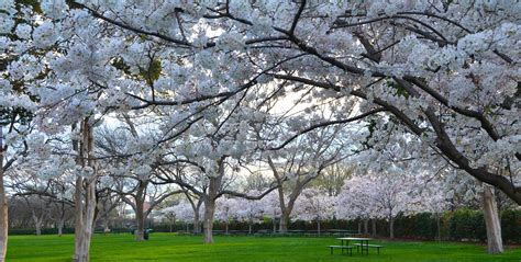 Cherry Trees Grace The Dallas Arboretum Dallas Arboretum And