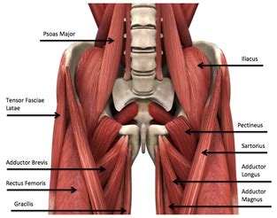 Palpation above the inguinal ligament, isometric strength test in hip flexion and. Understanding the Psoas - Oregon Exercise Therapy