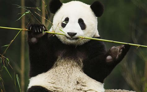 Download Panda Eating A Bamboo Stem Laptop Wallpaper