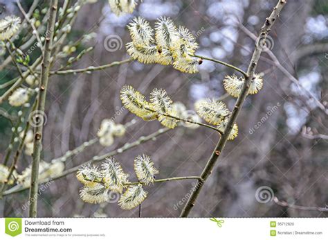 Furry Buds Of Magnolia Salicifolia Aka Willow Leafed Or Anise Magnolia With Lichen Stock