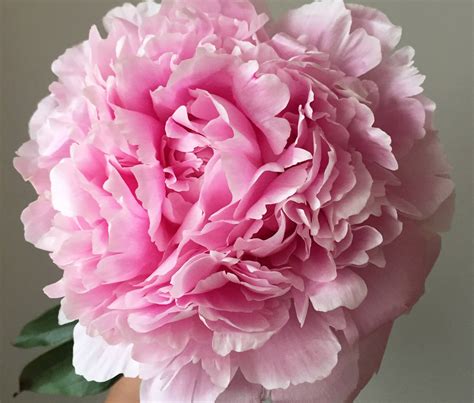 My Care Tips For Cut Peonies Evie Rose Lane