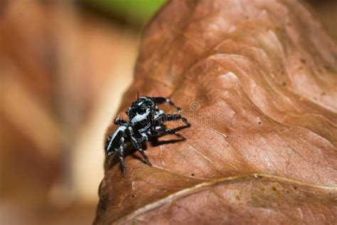 Black And White Striped Jumping Spider Salticidae Sitting On A Leaf