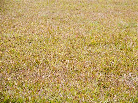 How To Keep Landscape Grasses From Spreading 5 Steps