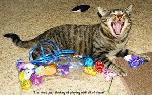 The cafe meow is a proud member of the north american cat cafe embassy | the cafe meow, llc. Spencer - MEOW Cat Rescue