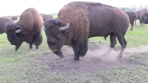 A Bison Bull In Mating Season Youtube